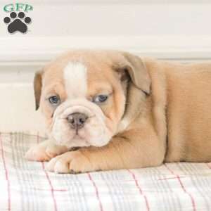 Landis, English Bulldog Puppy