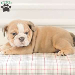 Landis, English Bulldog Puppy