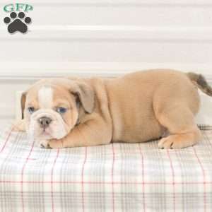 Landis, English Bulldog Puppy