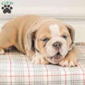 Landis, English Bulldog Puppy