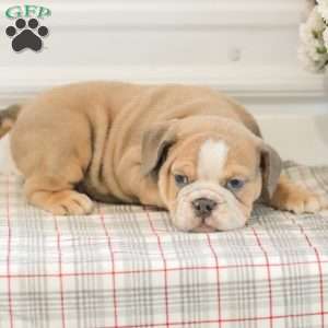 Landis, English Bulldog Puppy