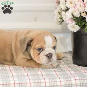 Landis, English Bulldog Puppy