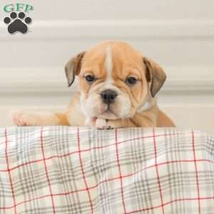 Lady, English Bulldog Puppy