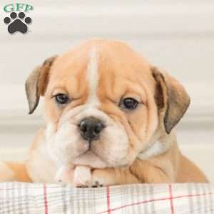 Lady, English Bulldog Puppy