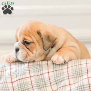 Lady, English Bulldog Puppy