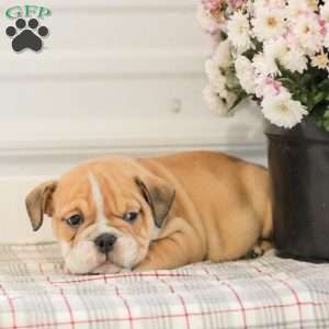Lady, English Bulldog Puppy