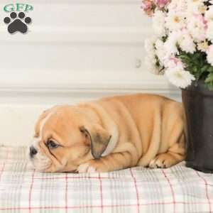 Lady, English Bulldog Puppy