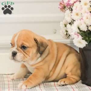Lady, English Bulldog Puppy