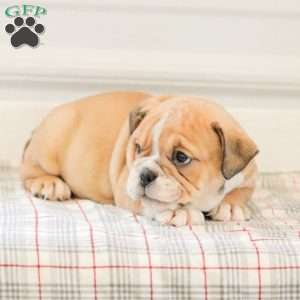 Lady, English Bulldog Puppy