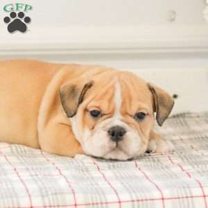 Lady, English Bulldog Puppy