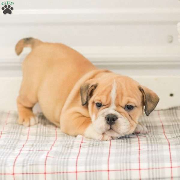 Lady, English Bulldog Puppy