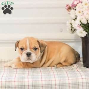 Lady, English Bulldog Puppy