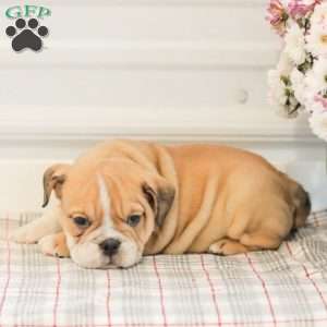 Lady, English Bulldog Puppy