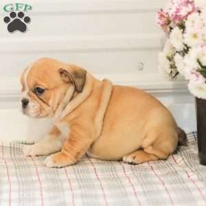 Lady, English Bulldog Puppy