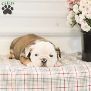 Latte, English Bulldog Puppy