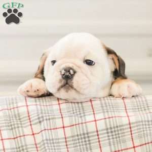 Latte, English Bulldog Puppy