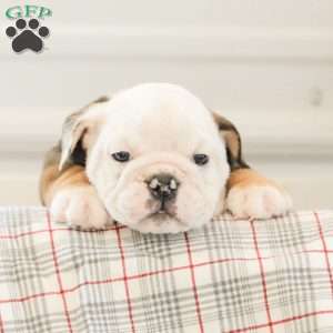 Latte, English Bulldog Puppy