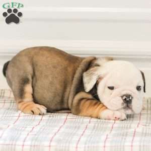 Latte, English Bulldog Puppy