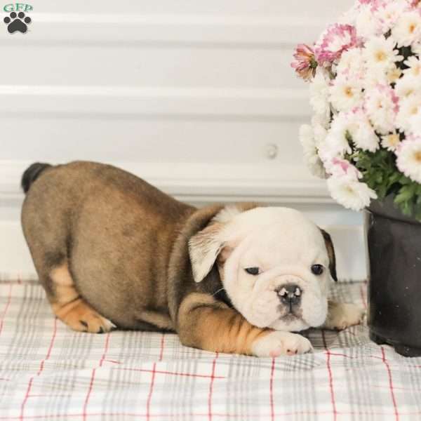 Latte, English Bulldog Puppy