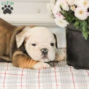Latte, English Bulldog Puppy