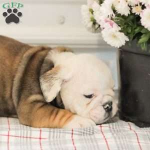 Latte, English Bulldog Puppy