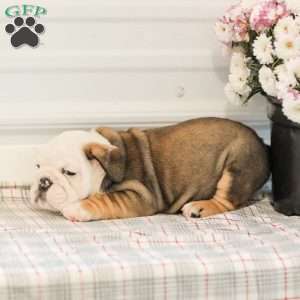 Latte, English Bulldog Puppy