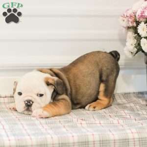 Latte, English Bulldog Puppy