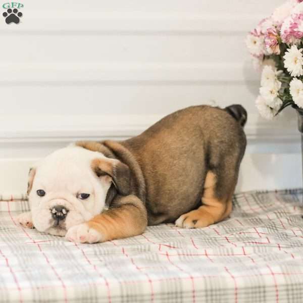 Latte, English Bulldog Puppy