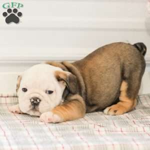 Latte, English Bulldog Puppy