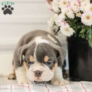 Lincoln, English Bulldog Puppy