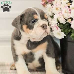 Lincoln, English Bulldog Puppy