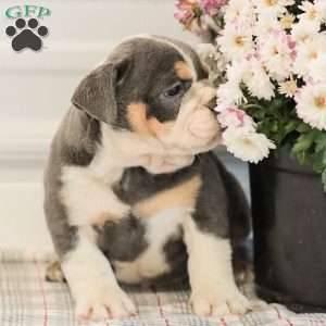 Lincoln, English Bulldog Puppy