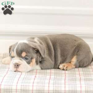 Lincoln, English Bulldog Puppy