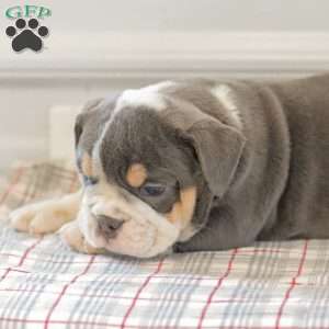 Lincoln, English Bulldog Puppy