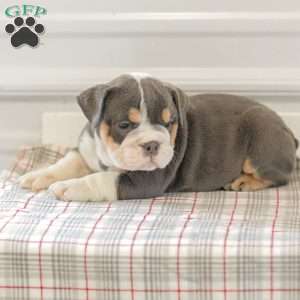 Lincoln, English Bulldog Puppy
