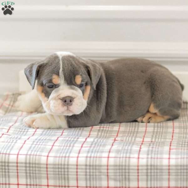 Lincoln, English Bulldog Puppy