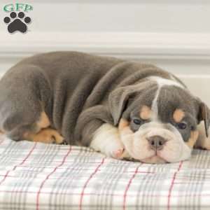 Lincoln, English Bulldog Puppy