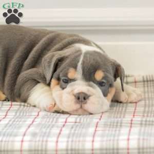 Lincoln, English Bulldog Puppy
