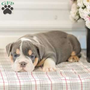 Lincoln, English Bulldog Puppy