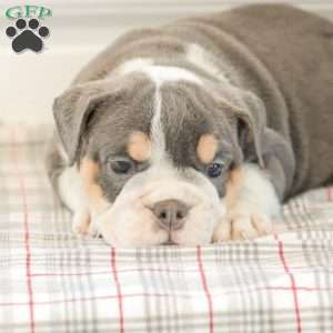 Lincoln, English Bulldog Puppy
