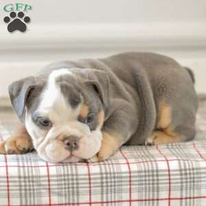 Lillian, English Bulldog Puppy