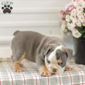 Lillian, English Bulldog Puppy