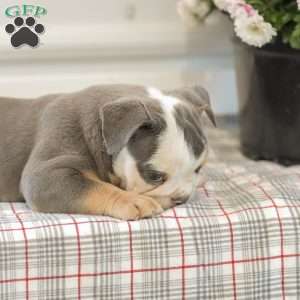 Lillian, English Bulldog Puppy