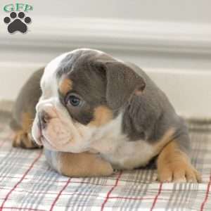 Lillian, English Bulldog Puppy