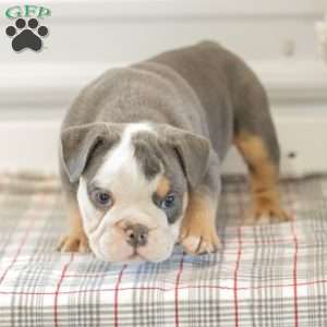 Lillian, English Bulldog Puppy