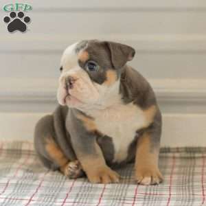 Lillian, English Bulldog Puppy