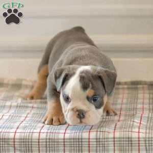 Lillian, English Bulldog Puppy
