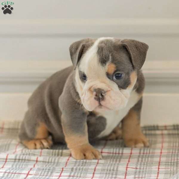 Lillian, English Bulldog Puppy