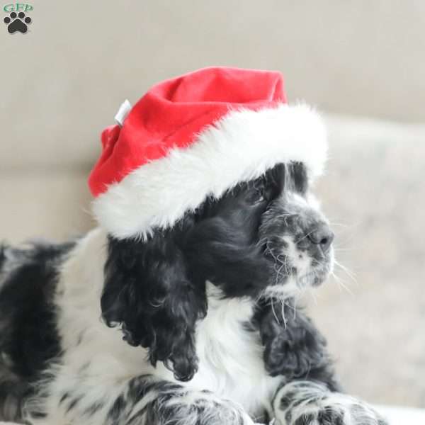 Murphy, Cocker Spaniel Puppy
