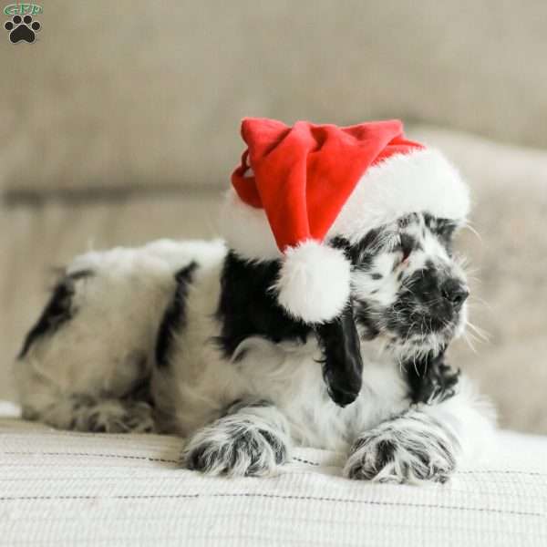 Mo, Cocker Spaniel Puppy